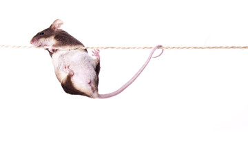 Maus  an einem Seil