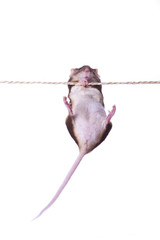 Maus  an einem Seil