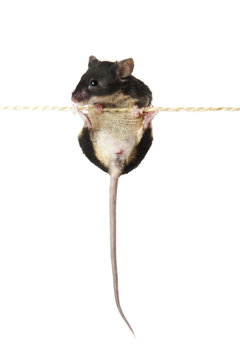 Maus  an einem Seil