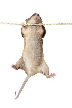 Maus  an einem Seil