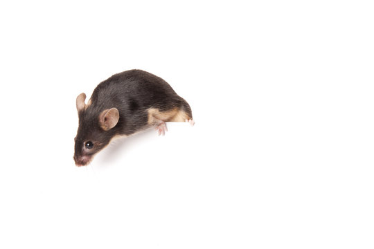 Maus  an einem Seil