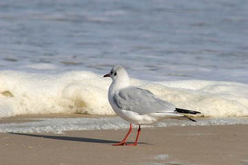 Möwe (Laridae) am Strand