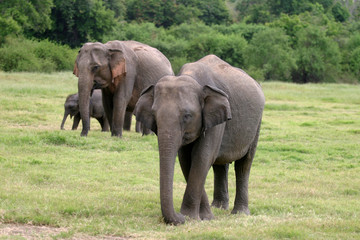 Fototapeta na wymiar Sri Lanki Elephant