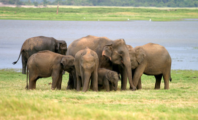 Fototapeta premium Sri Lankan Elephant