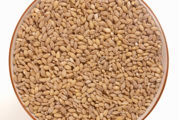 Barley