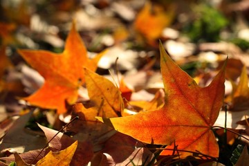 Autumn fallen leaves
