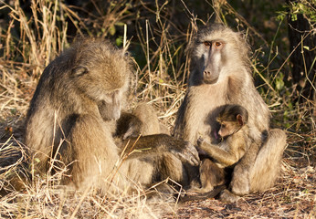 Baboon family sitting on the side of a road in the morning sun