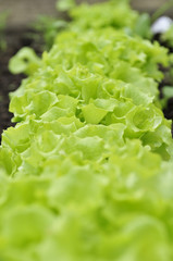 Row of Lettuce on Bed