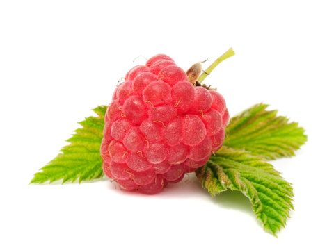Red Raspberry with Leaf Closeup Isolated on White Background