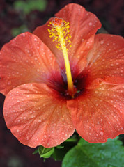 Fototapeta na wymiar hibiscus fleur orange
