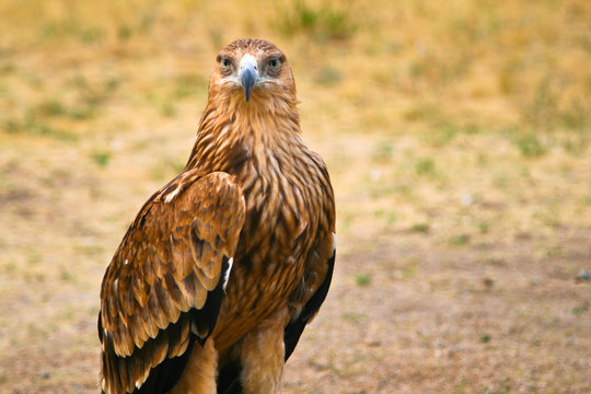 Big steppe eagle (Aquila nipalensis) in Kazahstan