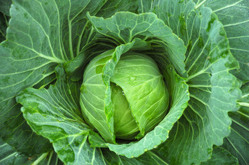 Obraz premium Cabbage head
