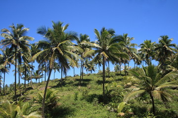 Fototapeta na wymiar Kokosowy, Itacare, Bahia, Brazylia