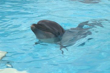 Obraz premium KONICA MINOLTA DIGITAL CAMERA