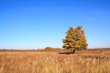 Fototapeta na wymiar yellow oak on autumn field