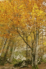 Otoño ventoso en el bosque de Leurtza (Navarra)