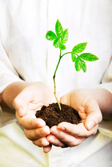 Save the planet - hand planting a new tree