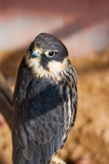 falcon