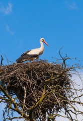 big stork