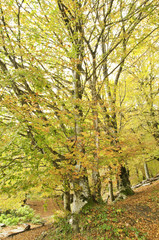 Otoño ventoso en el bosque de Leurtza (Navarra)