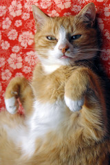 Katze