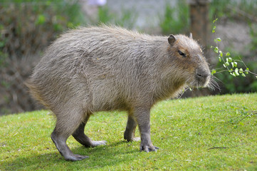 Gros plan d'un Capybara vu de profil sur l'herbe