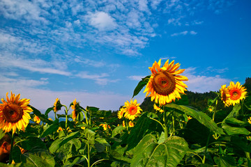 Field of sunflower