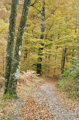 Otoño ventoso en el bosque de Leurtza (Navarra)