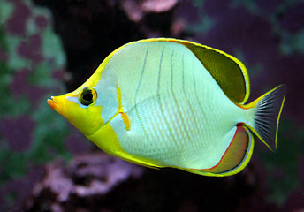 Fototapeta premium Falterfisch