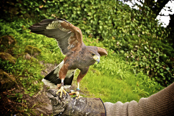 bird of prey on a guantlet © Violetstar