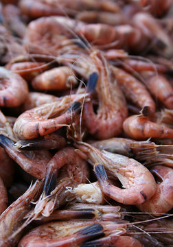 Nordseekrabben