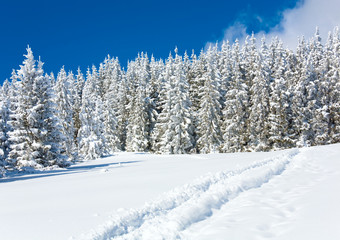 Ski trace on snow surface  and fir forest behind.