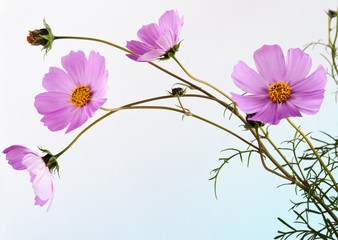 Розовая космея.