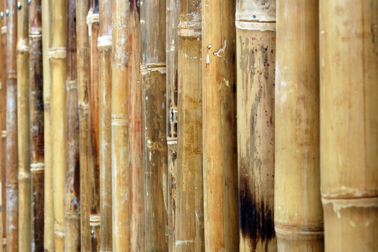 Bamboo root
