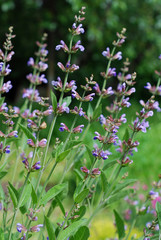 Flowering sage