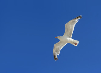Möwe im Flug