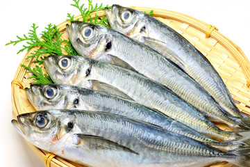 horse mackerel