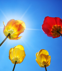 Naklejka premium Tulips on sky background.