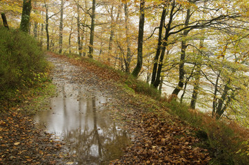 Obraz premium Bosque de Leurtza (Navarra)