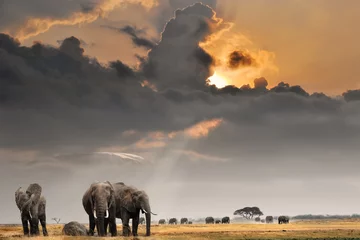 Crédence en verre imprimé Best-sellers Animaux Coucher de soleil africain avec des éléphants