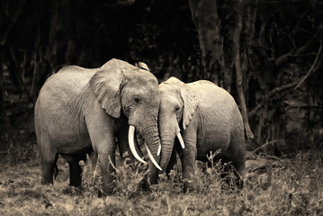 Naklejka premium African elephants