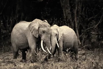 Deurstickers African elephants © Oleg Znamenskiy