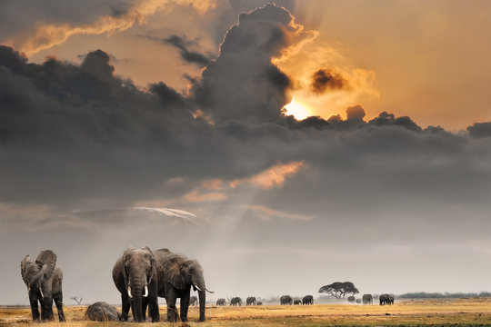 Fototapeta Afrykański zachód słońca ze słoniami
