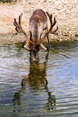 Rentier am Wasser