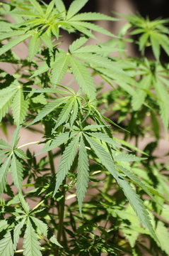 Pianta di Cannabis sativa