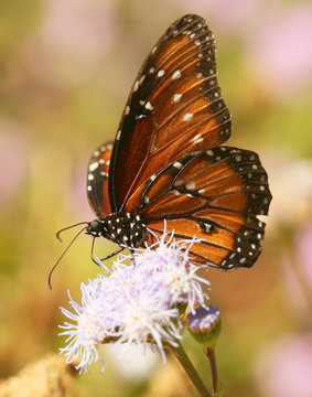 A Viceroy Butterfly, Feeds on a Wildflower