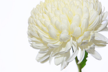 White chrysanthemum on white background