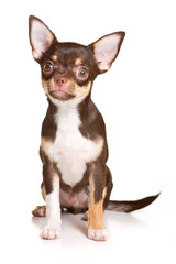 Chihuahua puppy on white background