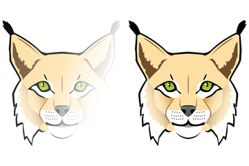 LUCHS, LYNX, WILDKATZE, WILDCAT