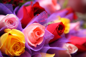 Fototapeta na wymiar colourful rose